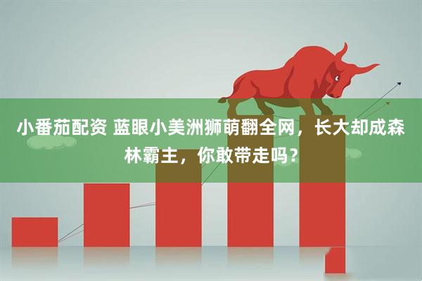 小番茄配资 蓝眼小美洲狮萌翻全网，长大却成森林霸主，你敢带走吗？
